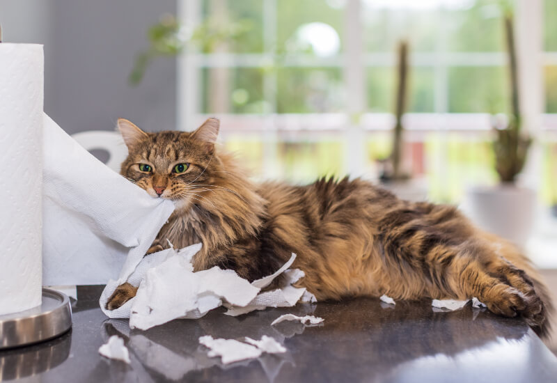 How to keep cat off counters 2024 when not home